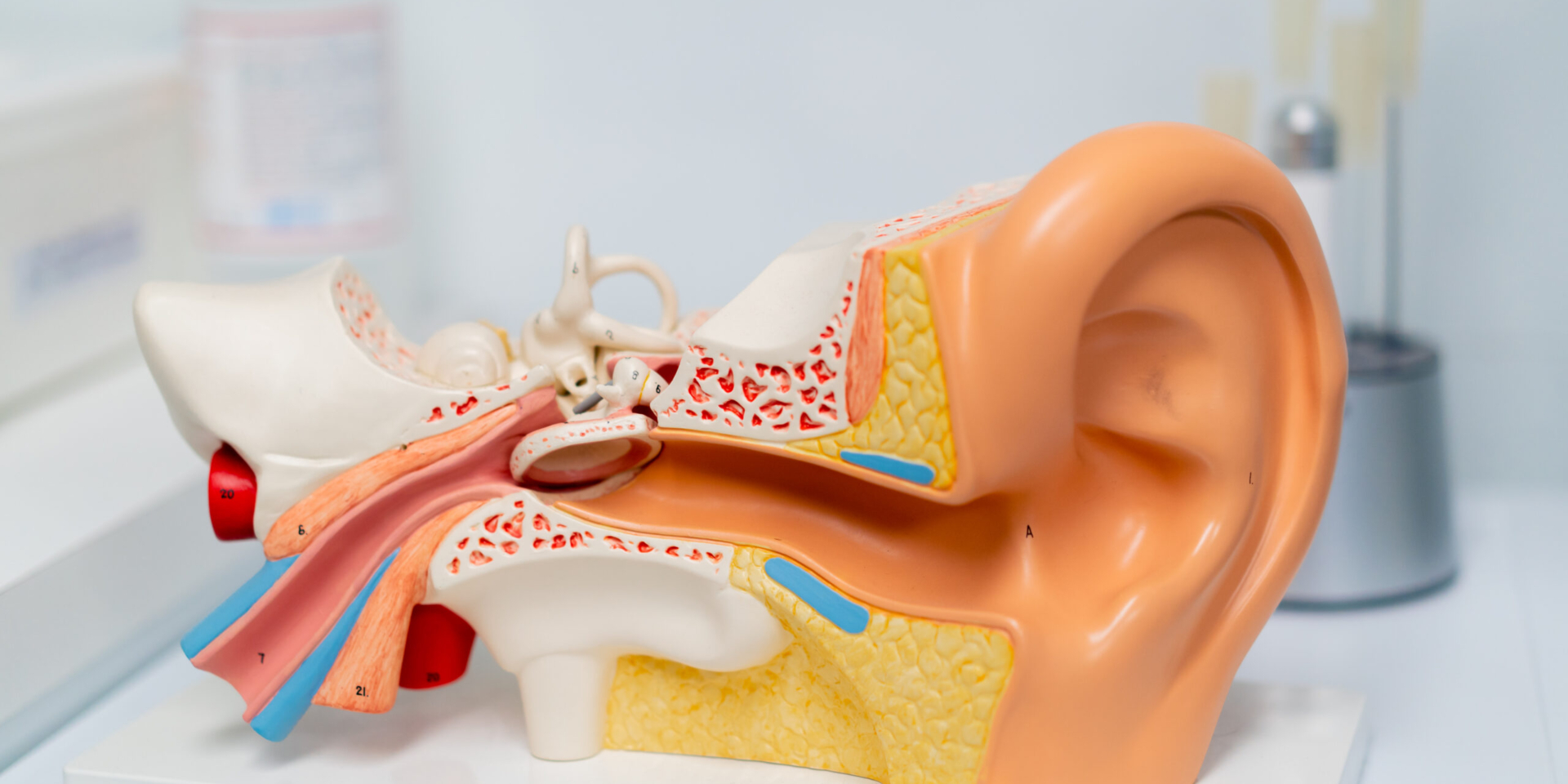 close-up model of the structure of the nasal passages and ear canals of a person in a hospital an example patient consultation